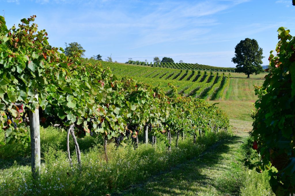 Rows of grapevines with clusters of grapes on the rolling hills of a winery vineyard